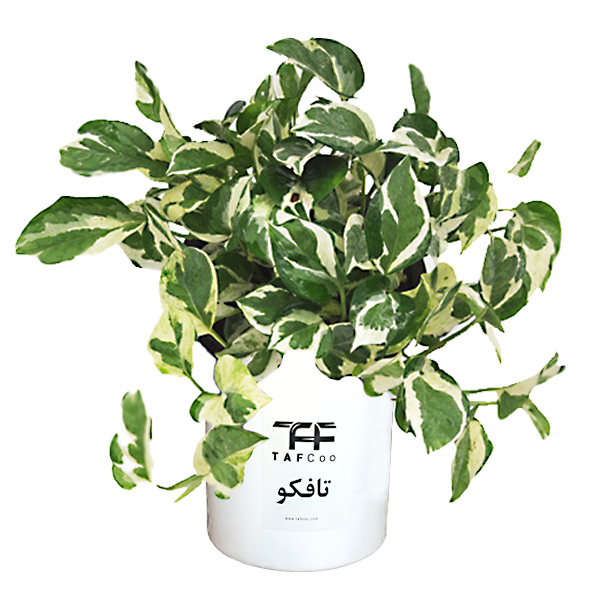 گیاه طبیعی پتوس تافکو مدل مینیاتوری کد 2037